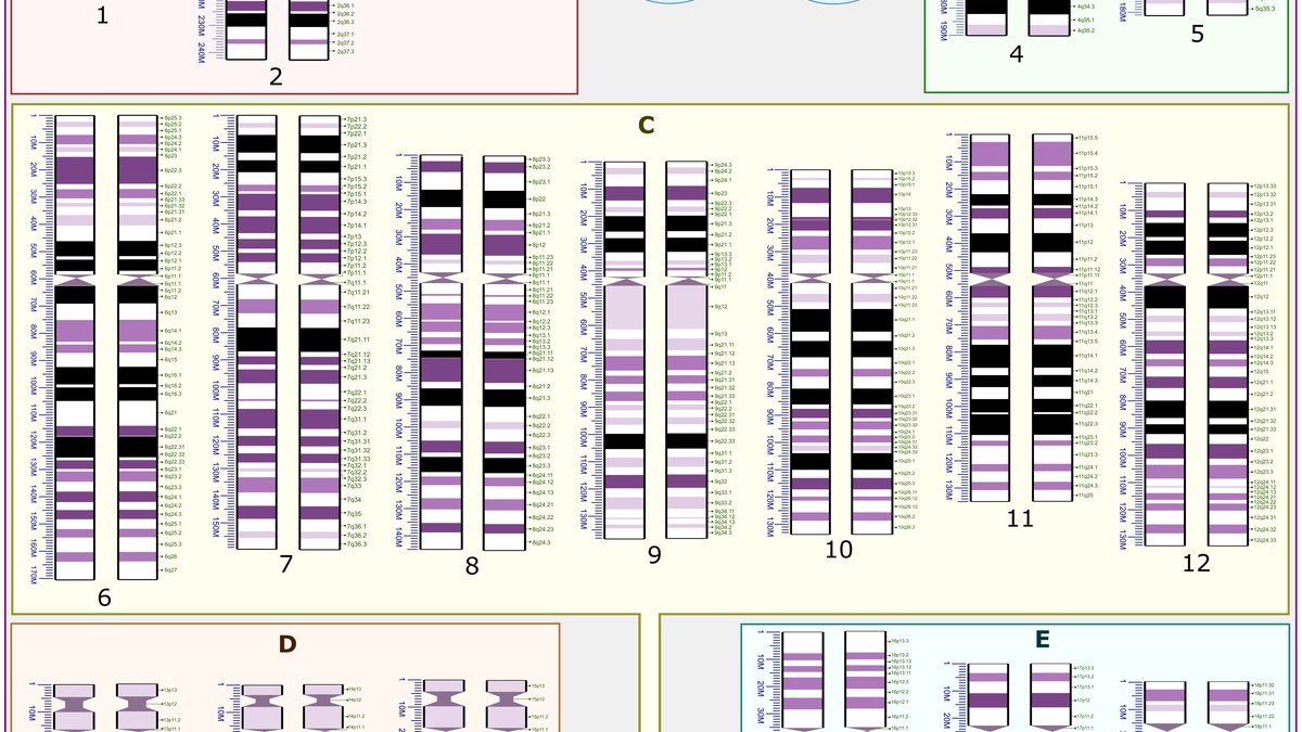 A human karyotype of 23 chromosome pairs — the genome across which human genetic variation and population genetics are measured, a Panacea Bio Chem review by Bogdan Dicoias